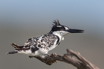 Pied Kingfisher