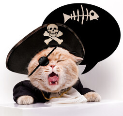 Screaming cat in a pirate hat