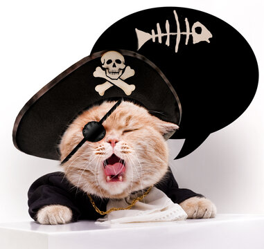 Screaming Cat In A Pirate Hat