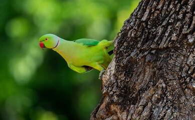 A Rose-ringed parakeet looking out from its tree nest in Yala Wilpattu National Park in Sri Lanka