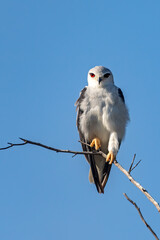 Black winged kite