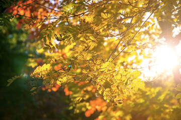 Autumn background, tree branch in autumnal forest, bright warm sun light, golden autumn