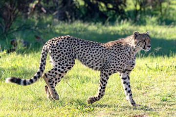 Cheetah