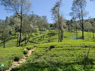 Fototapeta na wymiar Mack Wood's Tea Bungalows ~ Labookelle , Sri lanka