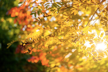 Autumn background, tree branch in autumnal forest, bright warm sun light, golden autumn