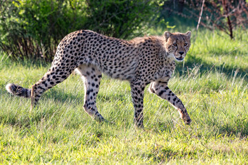 Cheetah