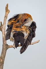 Greater Striped Swallow