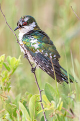Diederik Cuckoo