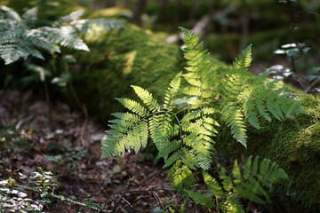 August in the forest, fern leaves and a lying tree trunk