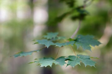 August in the forest, close-up of maple leaves, bokeh