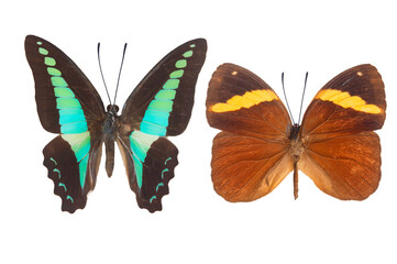 Beautiful buterfly winged isolated on white background