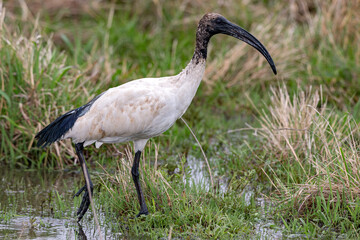 African Sacred Ibis