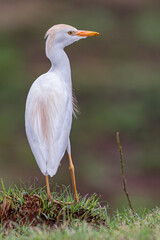 Westerm Catlle Egret