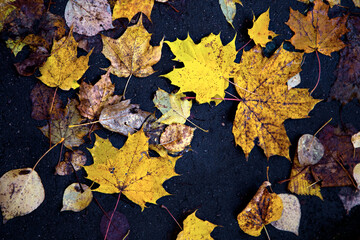 Golden autumn. Multicolored maple leaves lie on the ground