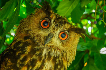 The big horned owl stared with orange eyes