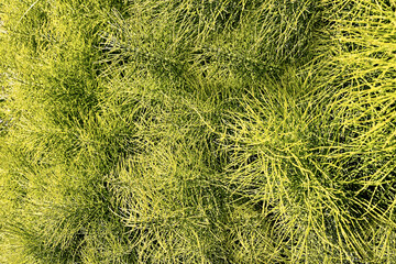 Natural green grass background or texture