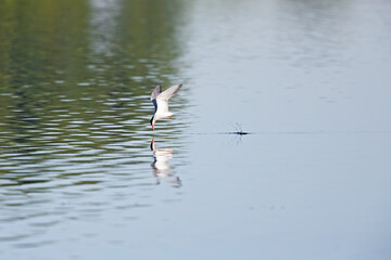 Common tern (Sterna hirundo) diving at full speed in a lake to hunt for small fish in Germany.