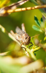 Macro shot of grasshopper on the leaf.