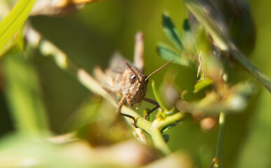 Macro shot of grasshopper on the leaf.
