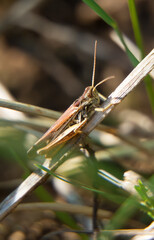 Macro shot of grasshopper on the leaf.