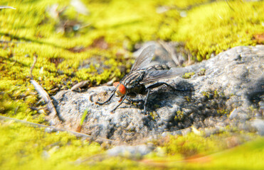 Macro shot of Flesh fly on the leaf. Sarcophagidae.