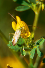 Macro shot of Common Damsel Bug on the flower. Nabis rugosus