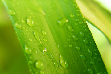 Macro shot of green leaf with raindrops.