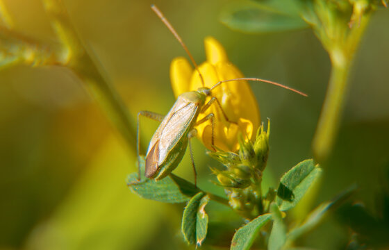 Macro shot of Common Damsel Bug on the flower. Nabis rugosus