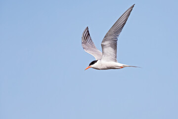 Obraz premium Common tern (Sterna hirundo) in flight full speed hunting for small fish.