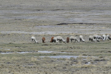 Domestic llama (Lama glama) in the Altiplano 17