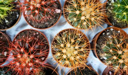 different cacti on sale in the store, cacti of different sizes, different colors