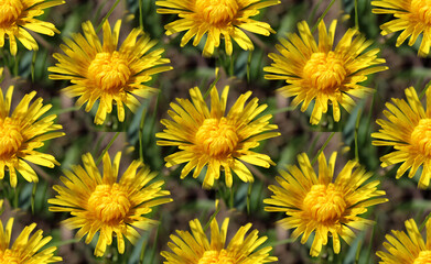 Żółte kwitnące kwiaty w teksturze © gosia