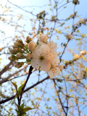 A branch of cherry blossoms against the blue sky, spring Sunny weather, romantic time ann symbol of rebirth and new life.