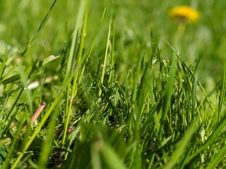 Obraz premium green grass background