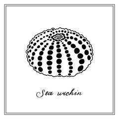White Sea Urchin with black dots. Seashell. Black and white square card. Hand-drawn collection of greeting cards. Vector illustration on a white background.