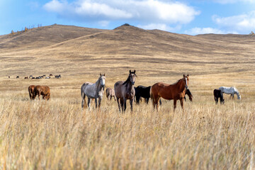 Wild horses on the prairie grazing at dried steppe in Central Asia