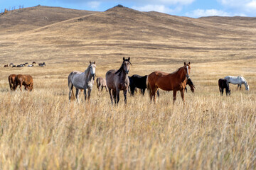 Wild horses on the prairie grazing at dried steppe in Central Asia