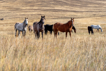 Wild horses on the prairie grazing at dried steppe in Central Asia