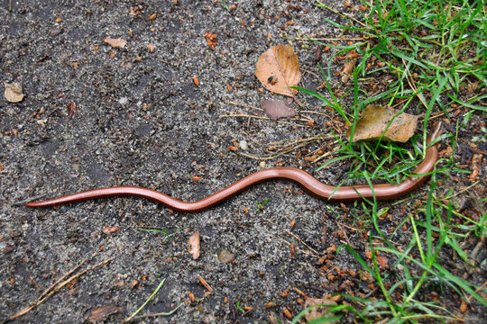 Anguis fragilis, the slowworm, is a legless lizard native to Eurasia. Similar to a snake.