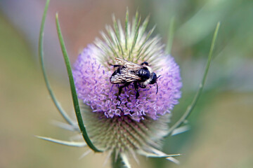 Wilde Karde (Dipsacus fullonum) Detail mit Biene.