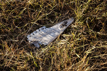 Cow or another steer skull and bones