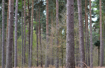 Fototapeta premium Trees in the forest.