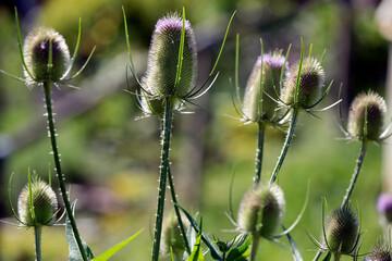 Wilde Karde Pflanze (Dipsacus fullonum) © Oda Hoppe