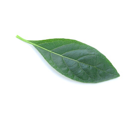 Fototapeta na wymiar Fresh green leaves of Bitterleaf tree isolated on white background.Nanchao Wei is an herb tree that is native to China