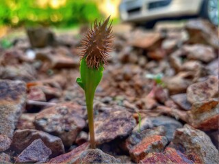 frigate bird bird life birds closeup