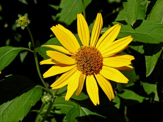 a plant with yellow inflorescences called Rudbeckia brilliant, commonly growing in home gardens in the city of Białystok in Podlasie in Poland