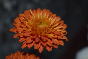 Beautiful picture of brown flower