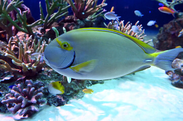 面白い顔で泳ぐニセカンランハギ（日本の新江ノ島水族館）