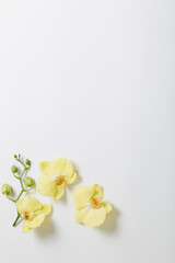Obraz premium yellow orchids flowers on white background