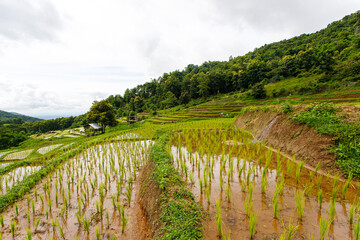 Rice terraces are cultivated on high ground.